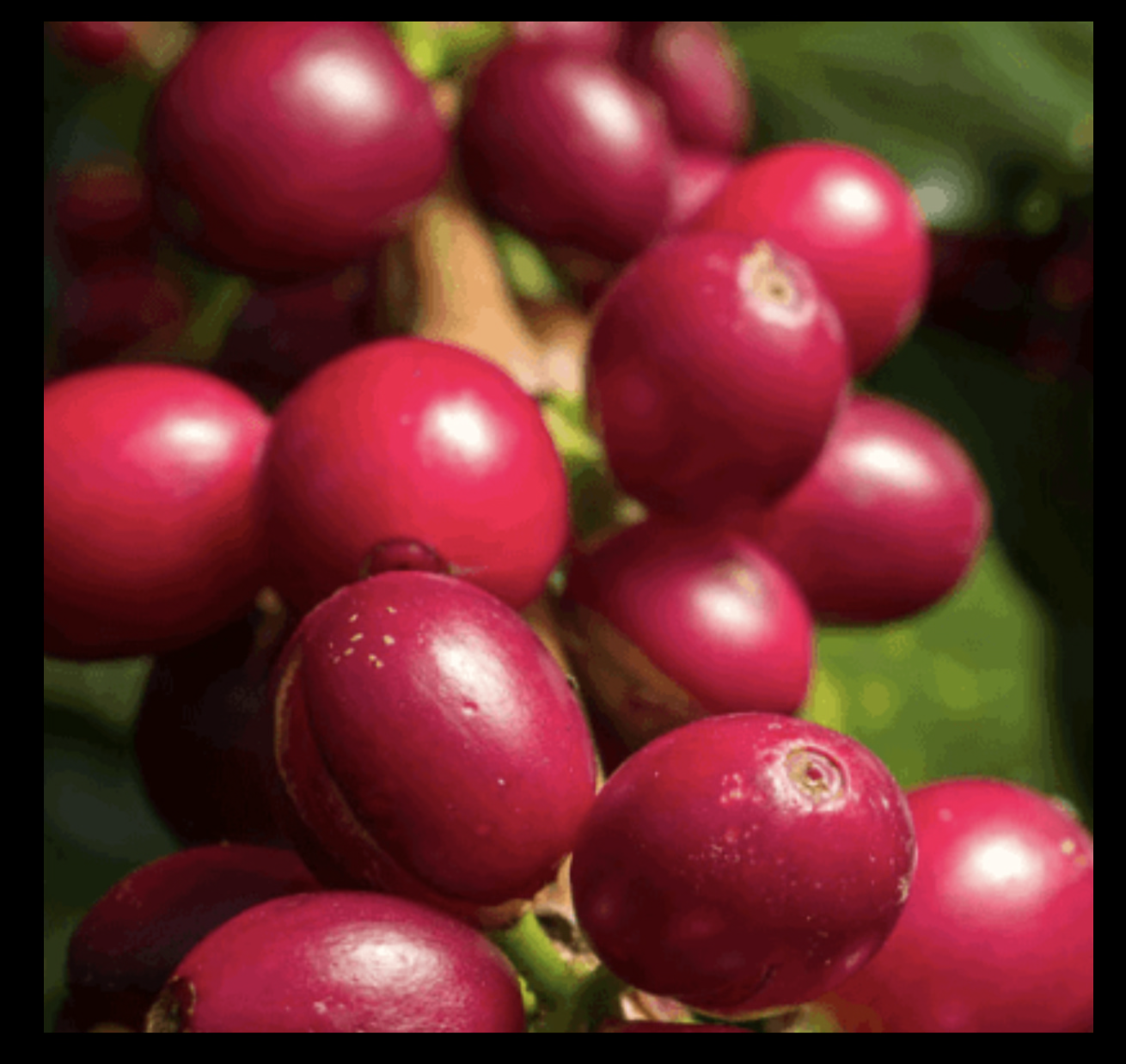 Nicaragua Finca La Estancia