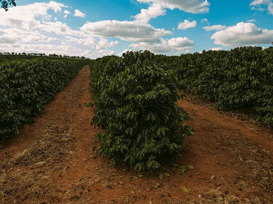 Brazil Tropical Bahia