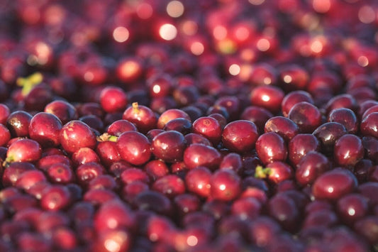 Brazil - NY 2/3 SCR 17/18 SS GC