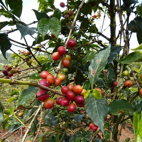 Kenya Nyeri Duma