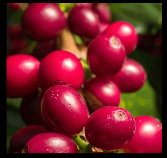 Nicaragua Finca La Estancia