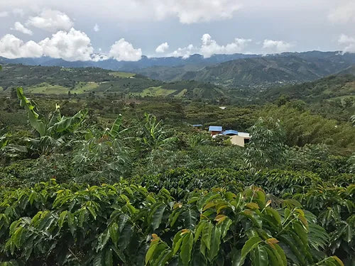 Colombia Exelso