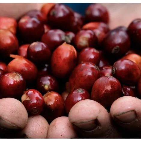 Peru Chontali