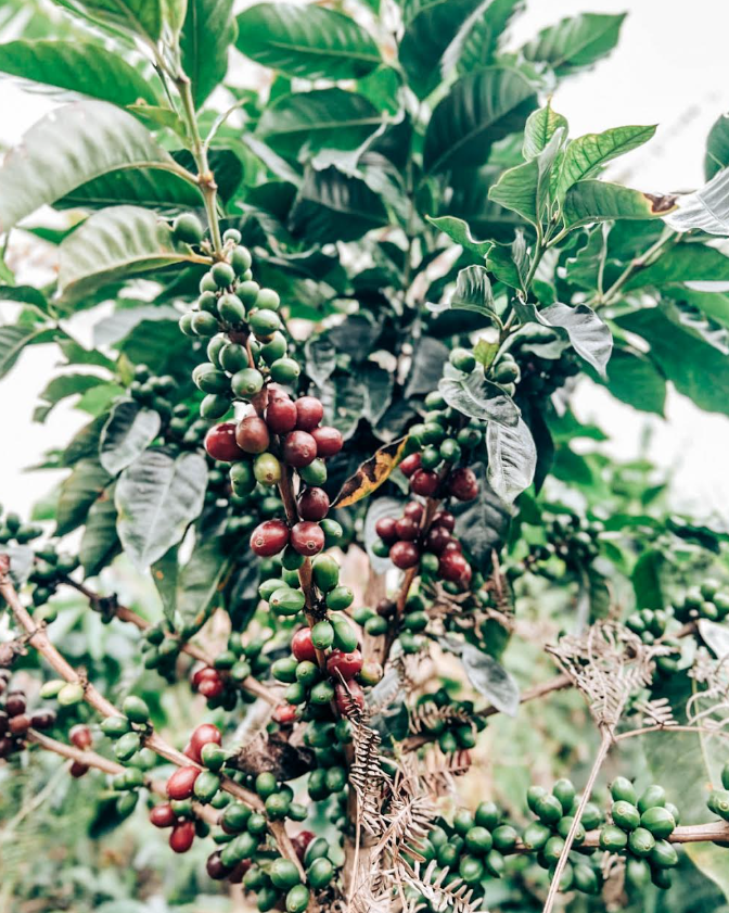 Coffee cherries on a tree branch with a white background