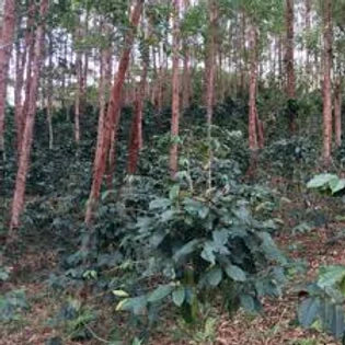 Peru G1 Gonzilla Estate G1 Organic